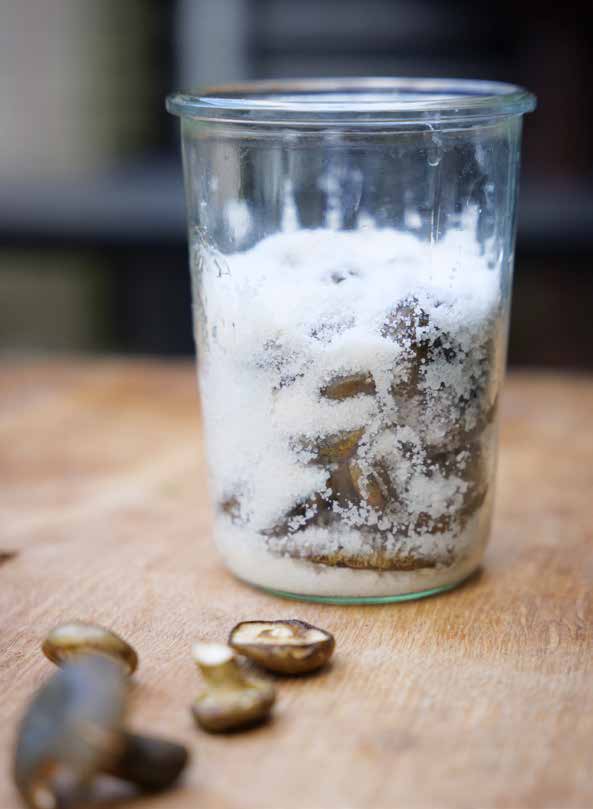 Saltet olivenbrun mælkehat eller hvidfiltet mælkehat